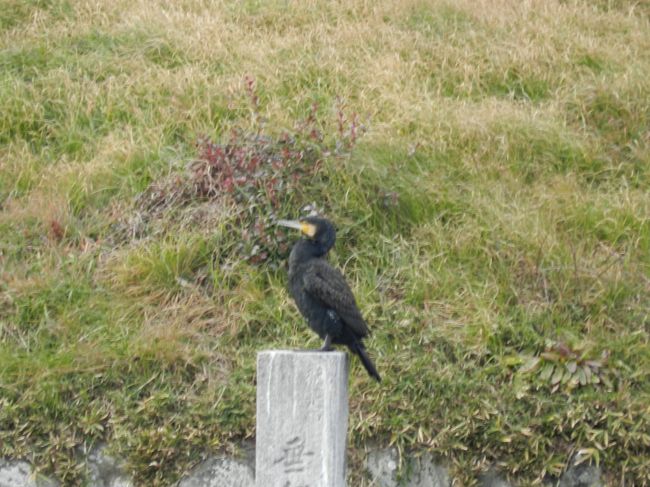 石碑の上でキョロキョロしている鵜や...