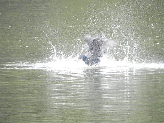 バシャバシャと水面で羽ばたく鵜も捉えることができました！