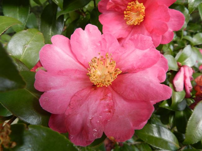 出口に向かってぶらぶら歩いていると、サザンカの花を見つけました。