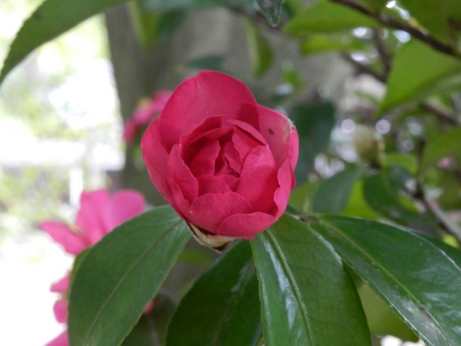 つぼみは何だかバラみたいですね〜！