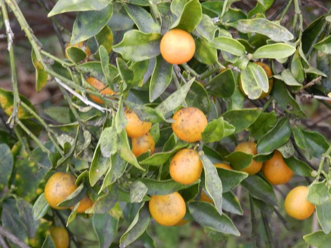 その畦道沿いにはなぜか柑橘系の木が多く植えられていました。<br /><br />これはキンカンかなっ？