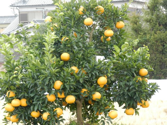 この大きな実は何だろう？<br />ハッサクのようにも見えますが...