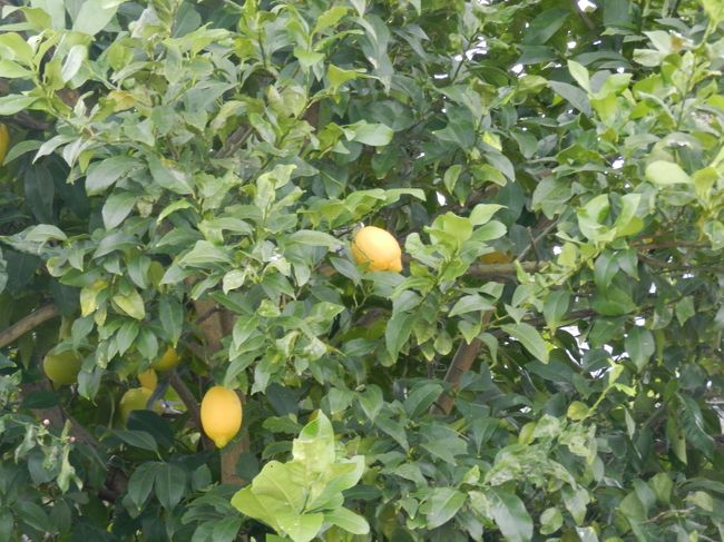 おっ！<br />レモンを発見！！