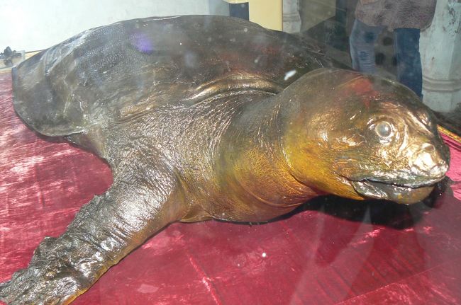 観光してなかった玉山祠へ。1万ドン。ここも西洋人が多く私同様カメラでパシャパシャ・・・。<br /><br />延々としゃべり続けるおじさんが一人いて、話しかけられている人がいかにも迷惑そうだった。亀の剥製は微妙〜〜なんて思うのは罰当たりかしら？