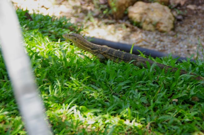 と、悠長に花なんか見てたら、ガサガサ！！と、足元付近に何かの気配。<br /><br />何？！誰？！どした？？？んっ？<br />ぎゃおぉーーーーヽ(；▽；)ノ何この大きい物体！！<br />あなたは誰？恐竜？んなわけない。ワニ？それもあり得ない。トカゲ？！<br /><br />しばし固まって彼の行方を見守る私。（彼女だったかもしれん。）<br /><br />あぁ〜さすがマレーシアだ。自然の宝庫ね。