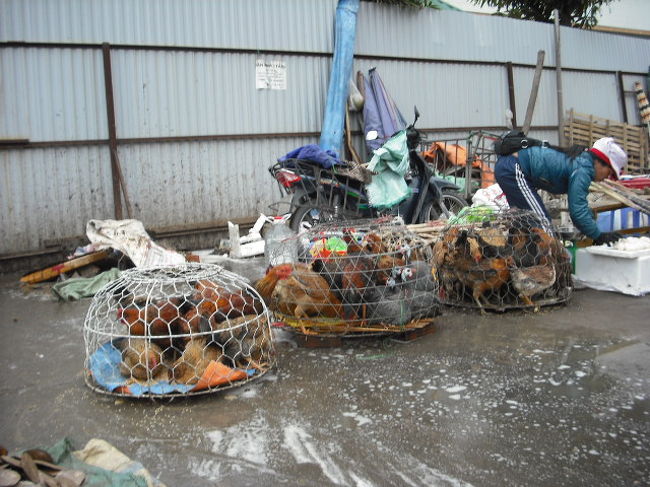 朝市、鳥だけでなく子豚も籠に入れて売られてた。