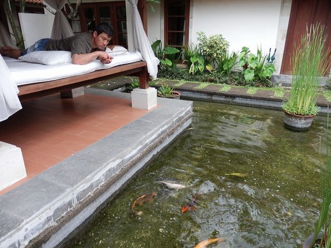 退屈な時はビラ内の鯉に餌をやります。