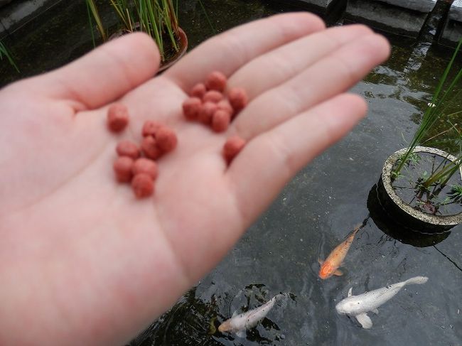 鯉の餌はちゃんとストックされています。