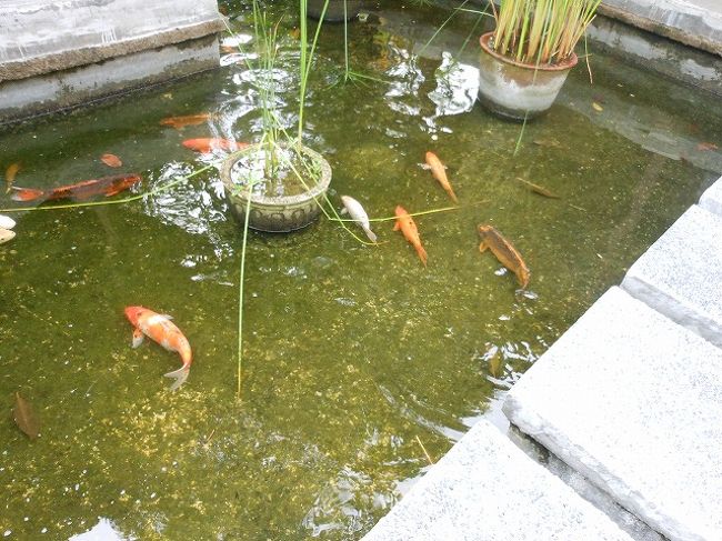 １．２号室の池にはいっぱいいるのになぜかお隣の３号室にはいません。<br />清掃時に入れ替えるためかな？