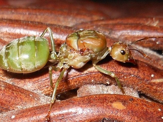 こんなのもいます。