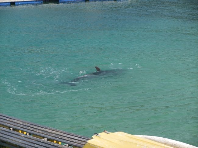 イルカもいるのです！