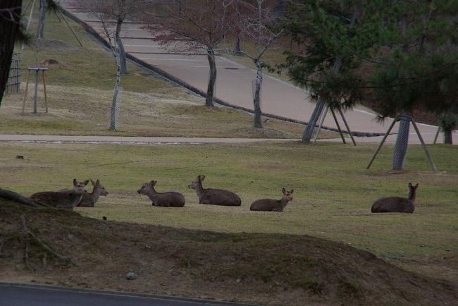 午前11時過ぎ。。鹿も日向ぼっこ。。