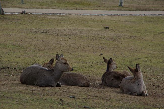 大仏殿の北側は人も鹿も落ち着ける空間です。。王子ほんまに大好き・・