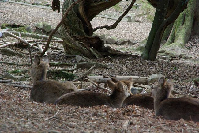 ほら、近くで鹿も寛ぐ冬の昼下がり。。