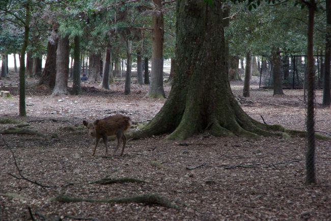 あー、これが奈良なんだ。。王子にとって心落ち着く瞬間です。。。