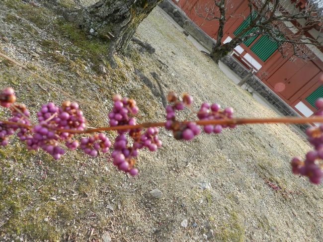 ムラサキシキブの実が生っているのを発見。<br />でもピンボケ写真...（汗）。