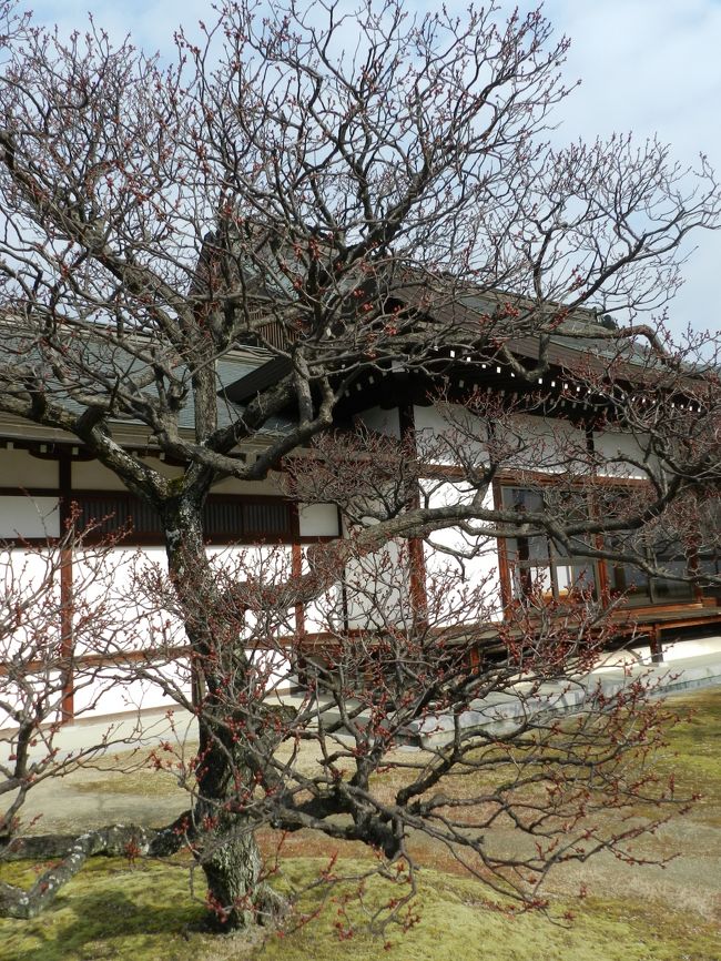 「大唐西域壁画」は撮影禁止なので写真はありません。<br /><br />外に出ると梅の木を発見！<br />つぼみが出始めています。少しずつ春に近付いているんですね〜。