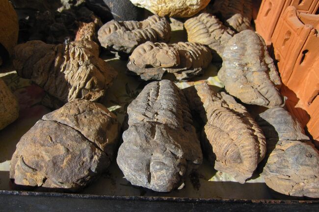 モロッコ5大化石産地をご紹介：時を超えた自然の遺産 | 恐竜化石