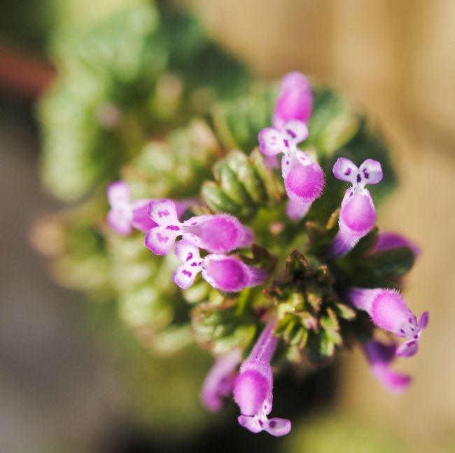 み〜っけ！<br /><br /><br /><br />ホトケノザって