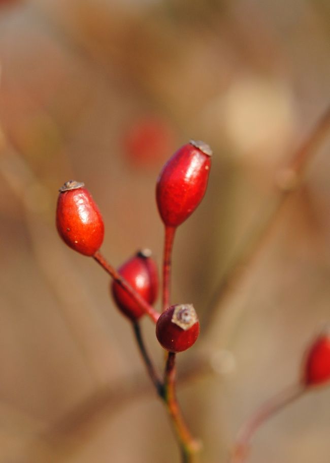 お茶でもいかが？＞
