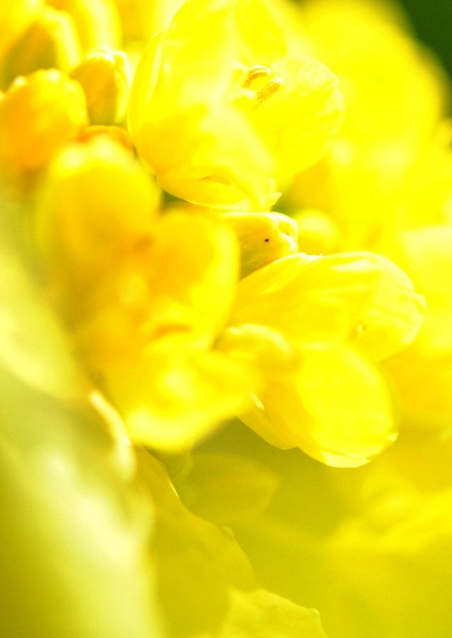 い〜いにおい。