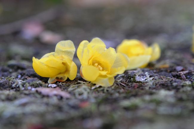 ＜わたしたちも