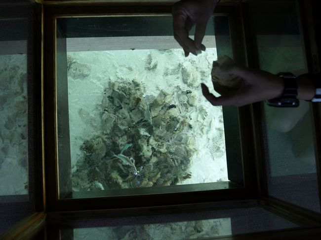 部屋のテーブルの下はこんな感じ♪<br /><br />ステキ！ステキ！<br /><br />でも、微妙に揺れている。。。