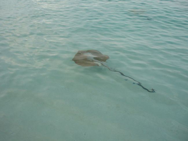 シュノーケリングをしていると、スティング・レイが。