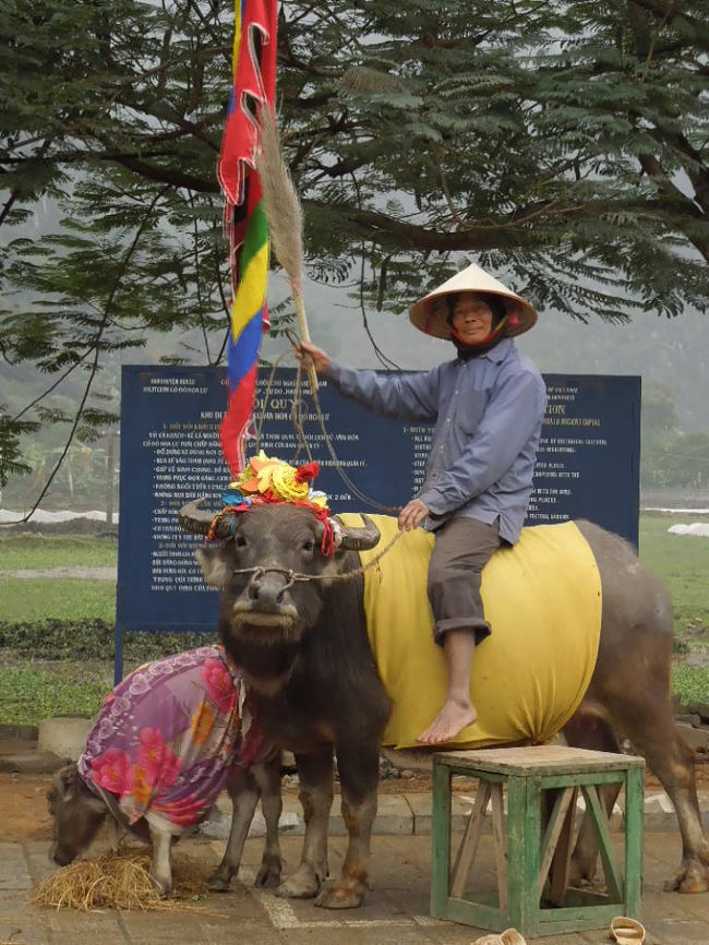 バッファロー。　乗って記念撮影だと料金取られる。