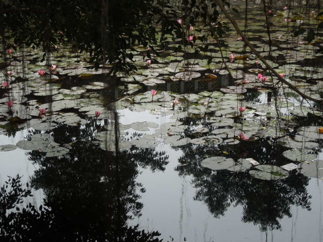 睡蓮。〔water lily〕