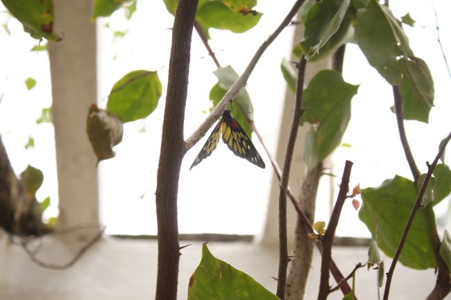 蝶が休んでいます。