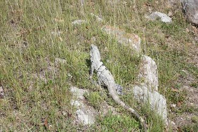名物、イグアナ。<br />緑色のは脱皮したばかりのだとか。