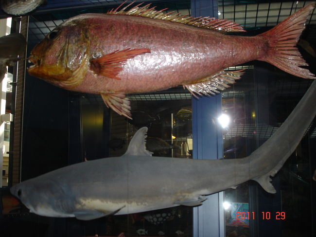 ミュージアムパーク自然博物館見学＆周辺バードウォッチング [2011](3) 魚類・鳥類編