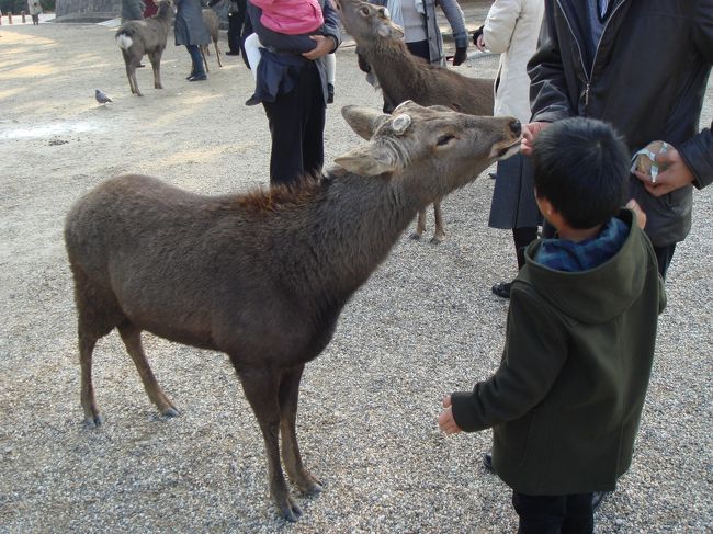 阿修羅像を見終わり、次の目的地「東大寺」へと向かっていると。。<br />いたいた！！<br />奈良と言えば、「鹿さん」でしょー♪<br /><br />しかせんべいを持った人に鹿さん達が群がる群がる！！<br />遠目で見る分にはかわいいのだけど、せんべいを見つけた時の彼らの豹変っぷりはすごい・・・