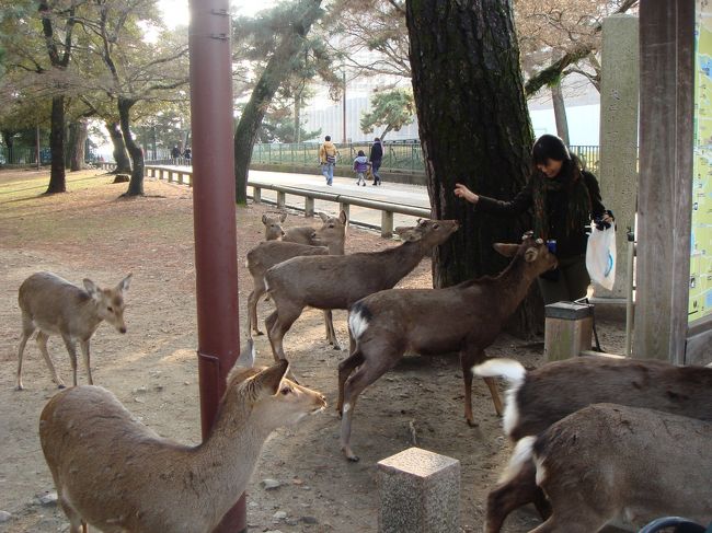 東大寺へ向かう道中も。。<br />どこを見ても鹿・鹿・しか〜！！<br /><br />道には彼らのう○ちがコロコロ〜なので足元お気を付けください〜<br />※お食事中の方は失礼しましたm(_ _)m<br />