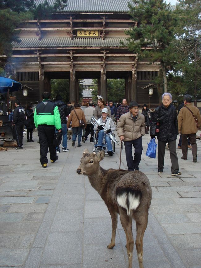東大寺に到着♪<br />アジアからの観光客をはじめ、だいぶ賑わっていました。<br />やはりこの辺が奈良観光の目玉でしょうか。<br /><br />鹿さんに案内され（？）いざ、大仏様のもとへ。