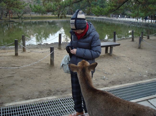 大仏様にさよならを告げ、戒壇堂へと向かっている途中、<br />午前中に立ち寄ったお土産屋さんでいただいた、<br />瓦クッキーなるものを鹿さんにあげてみた。<br /><br />いつもしかせんべいしか味わっていない鹿さんにとってめずらしいお味だったせいか、<br />クッキーを与えている母様に鹿さん大興奮で突進!!<br /><br />