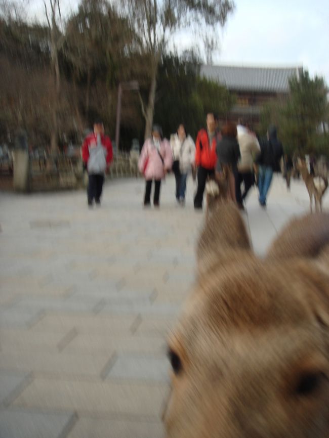 <戒壇堂>も行ってみました。<br />ちょうどJR東海が奈良ｷｬﾝﾍﾟｰﾝのCMをしていて、そこに出てきた場所。<br />四天王像が安置されている場所でした。<br /><br />終了時間10分前くらいにぎりぎりに入る。<br />拝観料￥500<br /><br />中は想像以上にせまく、噂の四天王像が置かれている位で<br />正直￥500払ってまで見るほどではないかな〜というのが個人的な感想です。<br /><br />時間になったので、鹿さんに別れを告げ、近鉄奈良駅の方へと歩いて戻ります。<br />写真を撮ろうとしたらめっちゃ寄ってきた鹿さん!!<br />また来るね〜☆