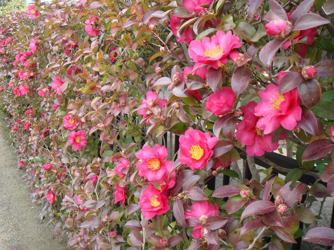 法隆寺の中で咲いていたさざんか。<br />冬の寒い時期でもこうやって鮮やかに咲いていてかわいらしかったです♪<br /><br />このあと、「大宝蔵院」へ。<br />ここにはあの有名な「百済観音像」や「玉虫厨子」が安置されています。<br />学生時代の美術や歴史の教科書にも出てきたこれらを見るのはもちろん初めて。<br />「百済観音像」はこれまで写真等でみたとおり、ひょろ〜っとして、思いのほか大きかったです。<br />ここは絶対はずせないですね！！<br /><br />母様が数十年前に来た時は、この「大宝蔵院」はなかったそうで、<br />わりと最近作られたみたいですね。<br />