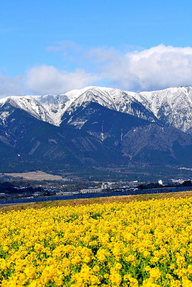 湖岸にある第一なぎさ公園では 早咲きの菜の花満開 12 守山 滋賀県 の旅行記 ブログ By 風に吹かれて旅人さん フォートラベル