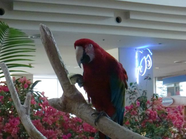 ハイハイ、これがオスカーです。<br /><br />バナナを自分で、握りしめて<br /><br />賑やかに 食べていましたヨ。