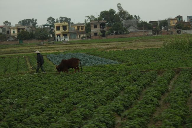 牛が農作業をするんですね。