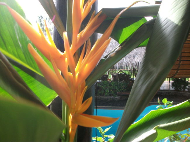 タロイモ畑とプールが見えるレストランで朝食。これからダイビングです。<br />