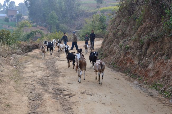 ドゥリッケル近郊の山をバスコットまでミニハイキングにいきました。片道約１時間半で明日からの山歩きのための足慣らしである。<br />今日は、バスの席が決められており、私は後部座席でした。隣の席には、私と同世代位のお姉様で、気軽に話しかけてきた。名前はYだといい、ひとりで参加したそうである。前の席のお姉様は、昨日知り合い、Hさんだと紹介してくれた。私の名前はNですというと、芸能人と同じ名前であったのですぐに覚えられてしまった。こうして、ネパールでの３人の珍道中が始まりました。<br />