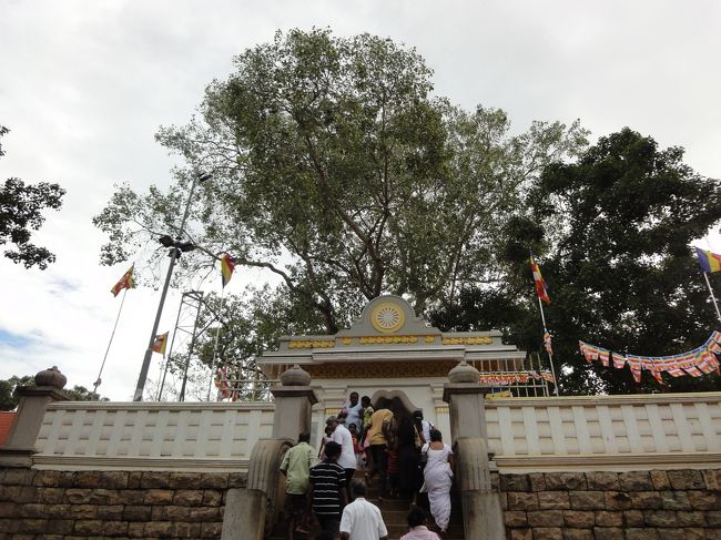 アヌラーダプラ<br />スリーマハ菩提樹<br />インドのブッダガヤ(仏陀が悟りを開いた場所)から分け木を植樹したもの