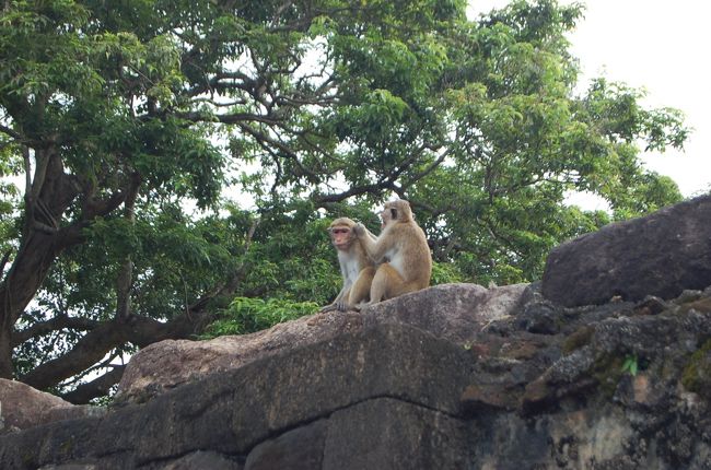 サルがあちこちに出没する<br />