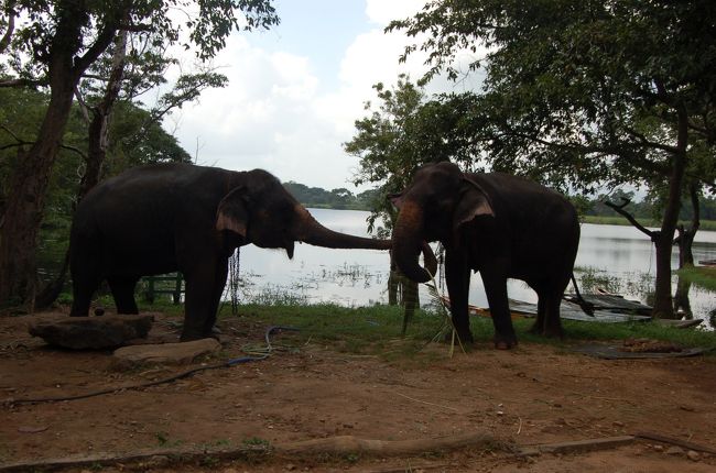 象が戯れている