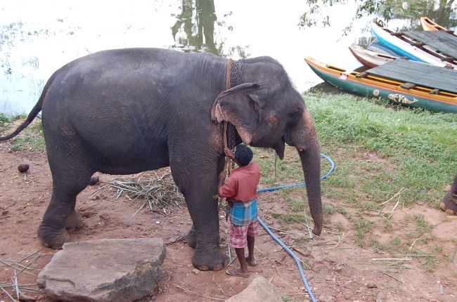 象に乗る前<br />背中に乗るために高いところに昇っている状態