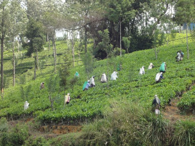 ヌワラエリヤへ行く途中の紅茶畑<br />葉を摘み中<br /><br />報酬は成果主義だそうだ
