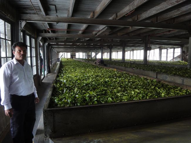 紅茶工場にて<br />まず葉っぱの水気をとる工程